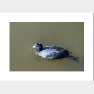 Swimming American Coot Posters and Art